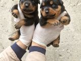 Koca Kafa Macar Rot Yavrularimiz