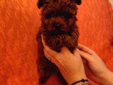 Safkan Kore Mikro Mini Poodle Yavrularimiz