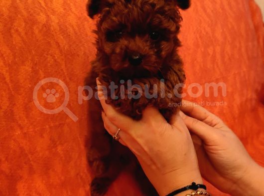 Safkan Kore Mikro Mini Poodle Yavrularimiz görsel