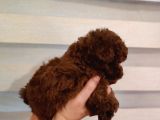 Safkan Kore Mikro Mini Poodle Yavrularimiz