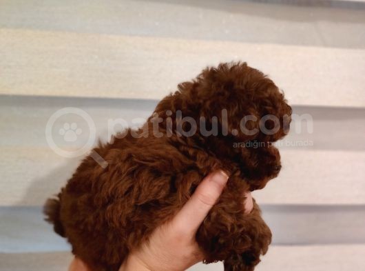 Safkan Kore Mikro Mini Poodle Yavrularimiz görsel