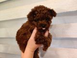 Safkan Kore Mikro Mini Poodle Yavrularimiz