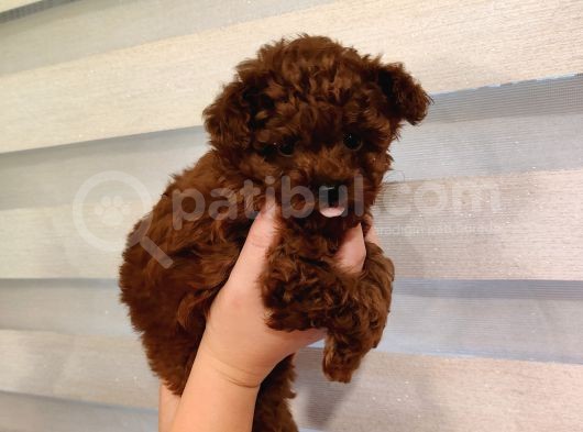 Safkan Kore Mikro Mini Poodle Yavrularimiz görsel