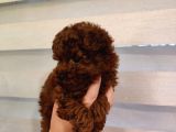 Safkan Kore Mikro Mini Poodle Yavrularimiz