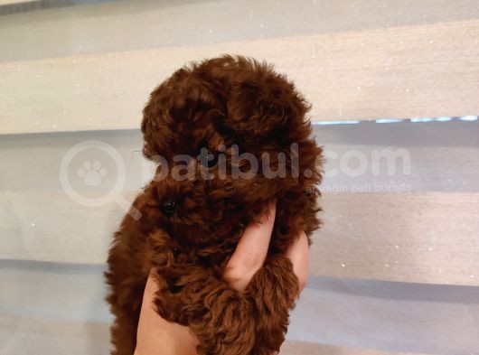 Safkan Kore Mikro Mini Poodle Yavrularimiz görsel