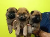 CHOW CHOW YAVRULARIMIZ