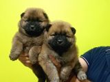 Chow Chow Yavrularimiz