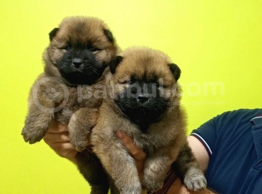 Chow Chow Yavrularimiz görsel