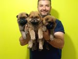 Chow Chow Yavrularimiz