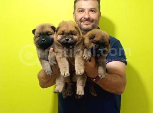 Chow Chow Yavrularimiz görsel