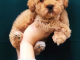 Poodle Kalitesinde Maltipoo Bebeklerim