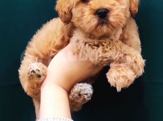 Poodle Kalitesinde Maltipoo Bebeklerim görsel