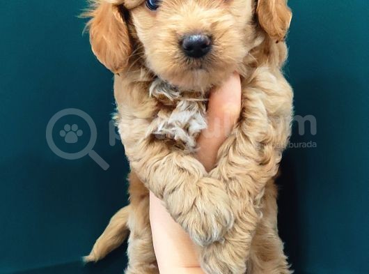 Poodle Kalitesinde Maltipoo Bebeklerim