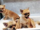 Pomeranian Bo +Plus Safksn