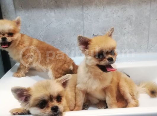 Pomeranian Bo +Plus Safksn görsel