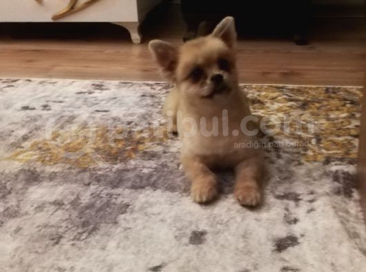 Pomeranian Bo +Plus Safksn görsel