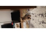 Pomeranian Bo +plus safksn