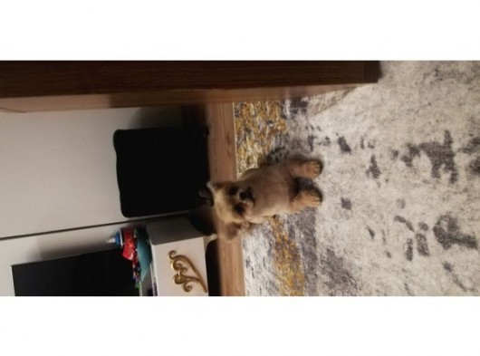 Pomeranian Bo +Plus Safksn