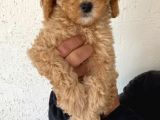Safkan Poodle Yavruları