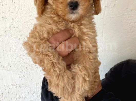 Safkan Poodle Yavruları görsel