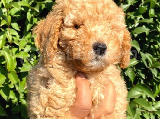 Safkan Poodle Yavruları görsel