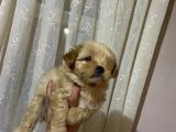 Üst Kali̇te Di̇şi̇ Ve Erkek Malti̇poo Yavrularimiz