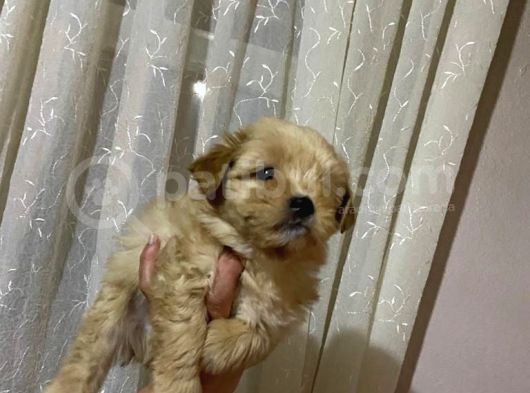 Üst Kali̇te Di̇şi̇ Ve Erkek Malti̇poo Yavrularimiz görsel