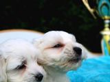 Safkan Maltese Terrier Yavruları