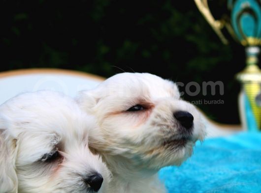 Safkan Maltese Terrier Yavruları görsel