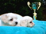 Safkan Maltese Terrier Yavruları