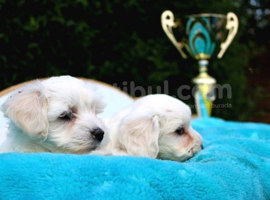 Safkan Maltese Terrier Yavruları görsel