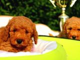safkan poodle yavruları