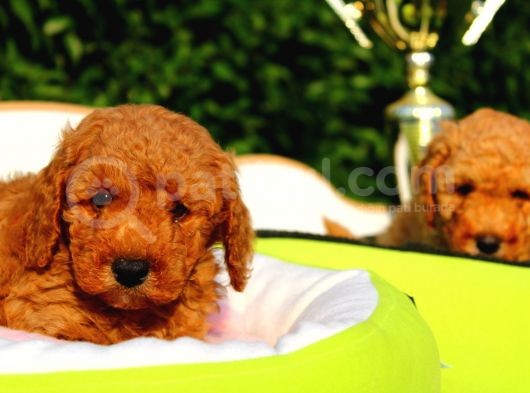 safkan poodle yavruları