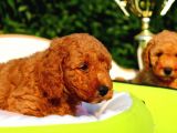 Safkan Poodle Yavruları