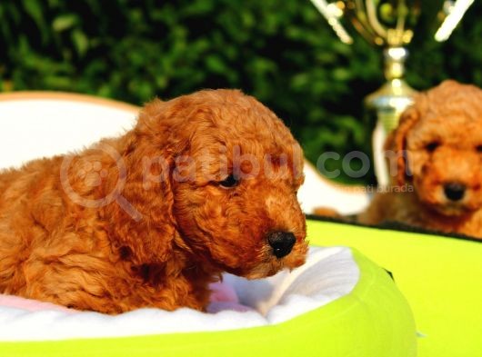 Safkan Poodle Yavruları görsel