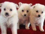 safkan spitz (american eskimo) yavruları