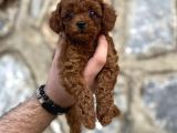 Irk Garantili Mükemmel Toy Poodle Yavrularımız
