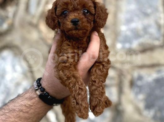 Irk Garantili Mükemmel Toy Poodle Yavrularımız görsel