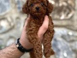 Irk Garantili Mükemmel Toy Poodle Yavrularımız