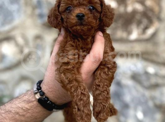 Irk Garantili Mükemmel Toy Poodle Yavrularımız görsel