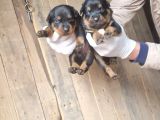 Orjinal Rottweiler Yavrularım