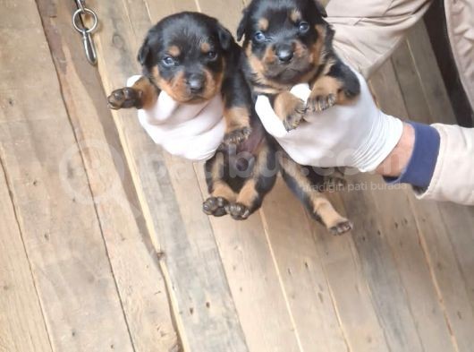 Orjinal Rottweiler Yavrularım görsel