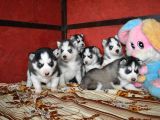 sibirya kurdu Husky Yavrularımız