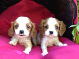 Şeker Gibi Cavalier King Charles Yavrularımız
