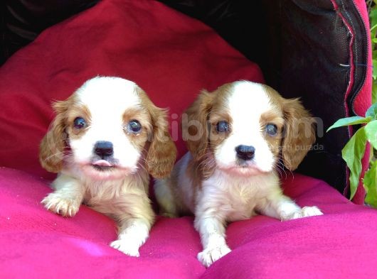 Şeker Gibi Cavalier King Charles Yavrularımız görsel