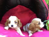 Şeker Gibi Cavalier King Charles Yavrularımız