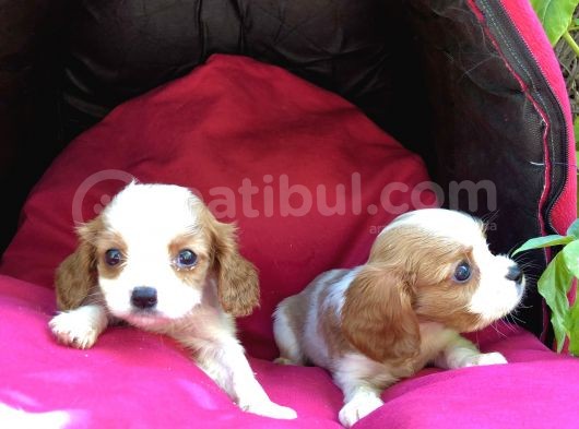 Şeker Gibi Cavalier King Charles Yavrularımız görsel