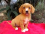Gold Beagle Yavrular