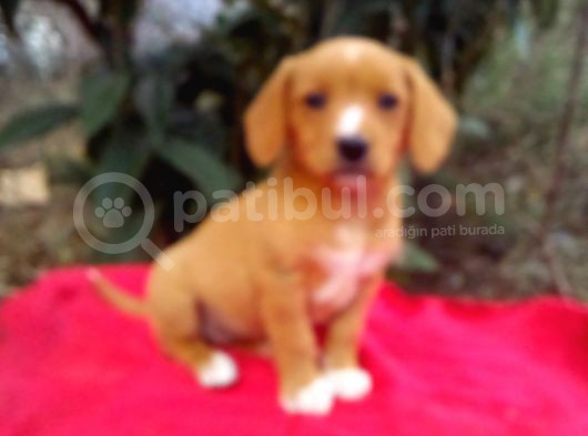 Gold Beagle Yavrular görsel