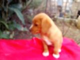 Gold Beagle Yavrular